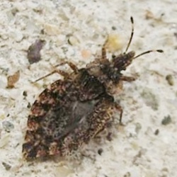 Aradus betulae